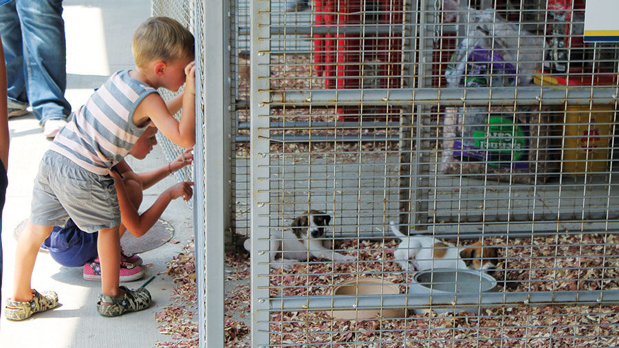 Children look at the puppies in the Children’s Barnyard area.